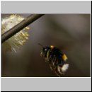 Bombus terrestris - Erdhummel koenigin 01.jpg